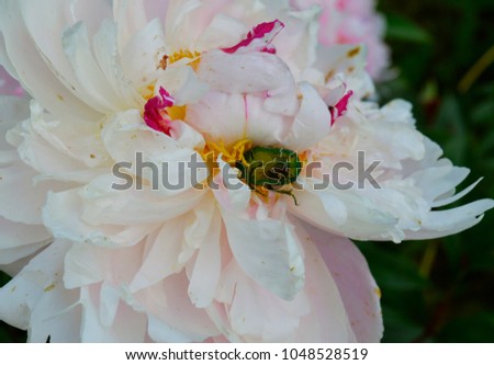 large white peony flower with may beetle in the center of spring in the garden