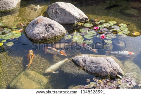 Decorative fish swim in pond with stones. Sunny day