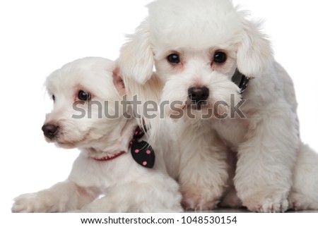 close up of a little adorable bichon couple on a white background, looking in different directions