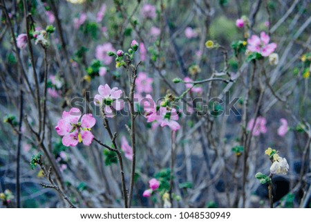 Pink blooming flowers for spring mood