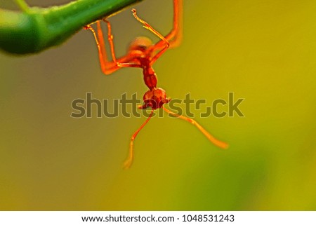 Red ant on branch