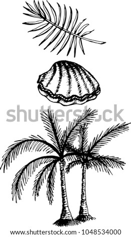The set of drawing of seashell, palm tree, palm leaf. The outline vector illustration isolated on a white background.