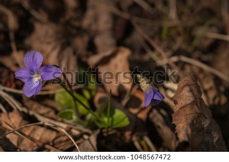 purple spring flower in the fallen leaves of last year