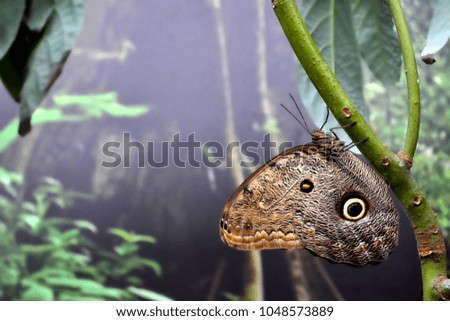 Beautiful butterfly on a green leaves. Tropical wildlife. Beautiful insects. Beauty of nature. Macro nature.