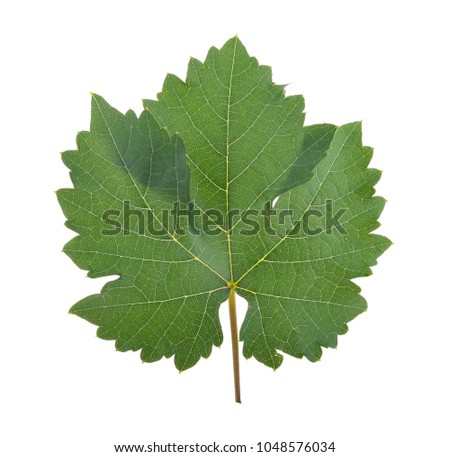 grape leaves isolated on white background