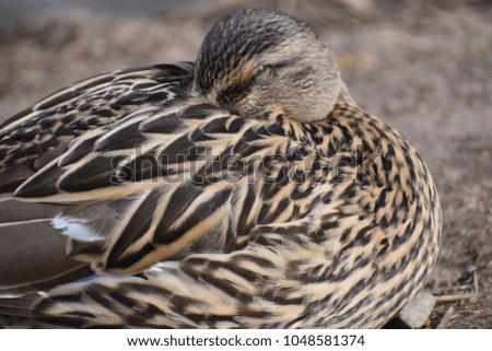 Closeup of a brown duck sleeping on a lakeshore in Kassel, Germany