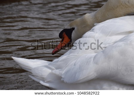 Closeup of a wonderful white swan standing in a river in Kassel, Germany