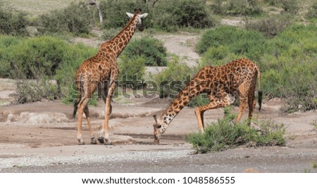 Giraffe is drinking a water from small river. It is a good pictures of wildlife. Photos made with short distance and excellent light.