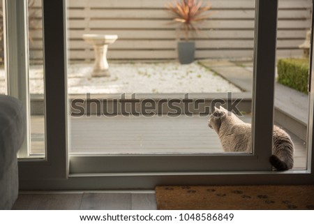 A British Short Hair cat looking away beside a patio door leading to a zen garden in a house in Edinburgh, Scotland, UK, where a birdbath can be seen on the background.