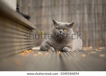 A British Short Hair cat lying on a wooden deck with yellow leaves in a garden Edinburgh, Scotland, UK.