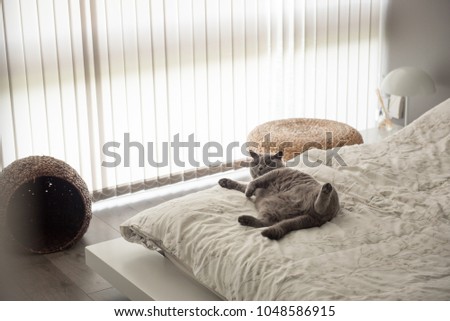 A British Short Hair cat lies on her back on a bed in a bed in Edinburgh, Scotland, UK, as she looks at the camera