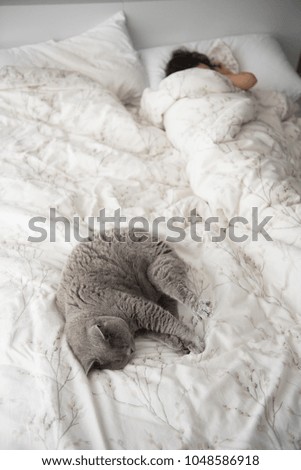 A British Short Hair cat curled up sleeping and stretching beside her owner on a bed in Edinburgh, Scotland, UK.
