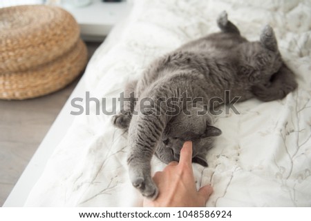 A British Short Hair cat reaches out for her owner's hand while playing on a bed in a flat in Edinburgh, Scotland, UK.