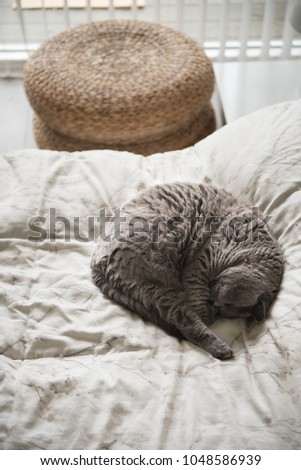 A British Short Hair cat curled up sleeping on a bed beside a wicker stool seat in Edinburgh, Scotland, UK.
