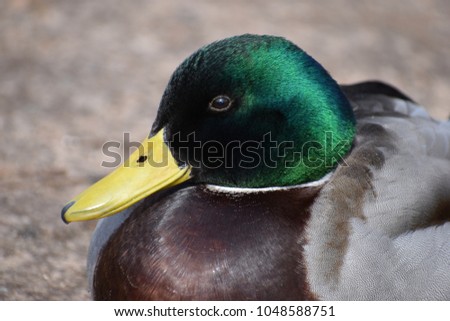 Closeup of a colorful drake on a lake in Kassel, Germany