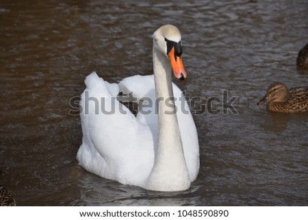 Closeup of a wonderful white swan swimming in a river in Kassel, Germany