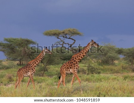Pair of giraffe is moving across savannah. Forest is on backside.  It is a good pictures of wildlife. Photos made with short distance and excellent light.