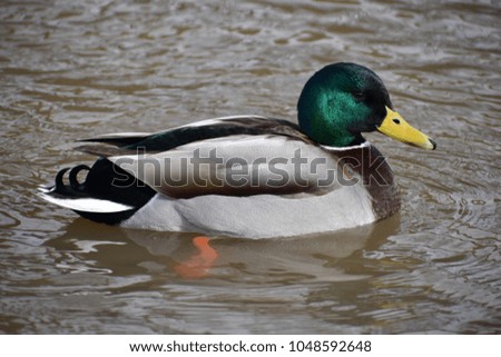 Closeup of a colorful drake swimming in a river in Kassel, Germany