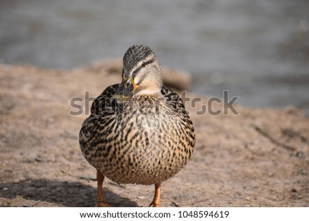 Closeup of a colorful female duck on a lake in Germany