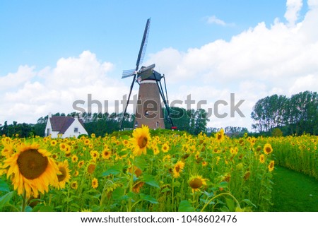 a colorful dutch landscape with a mill and yellow orange sunflower field and blue sky in view