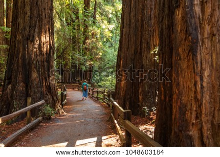 Muir woods National Monument near San Francisco in California, USA Royalty-Free Stock Photo #1048603184
