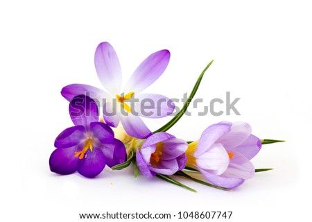 crocus - one of the first spring flowers Royalty-Free Stock Photo #1048607747