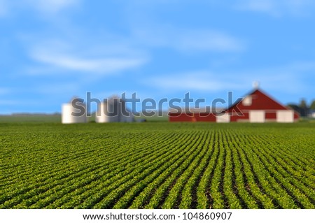 Soy bean field mid summer morning rows shallow depth with red barn