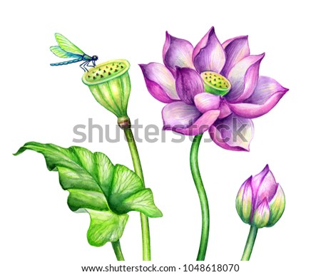 watercolor botanical illustration, pink lotus flowers, oriental garden nature, water lillies, green leaves, chinoiserie wallpaper, lotos, tropical floral clip art isolated on white background