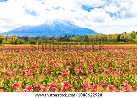 Field of pink tulips in spring season and Mount Fuji as a background on a clear day at Hanano Miyako Park,Yamanashi prefecture,Japan