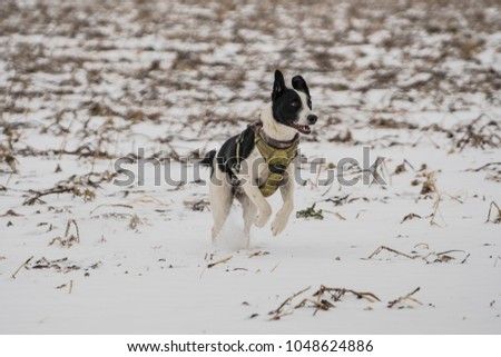dog running thru snow, field full of snow, animals having fun during winter time in Austria, winter landscape wonderland, animal wallpaper