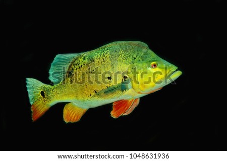 A peacock bass on black background. Cichla ocellaris, butterfly peacock bass is a very large species of cichlid from South America, and a prized game fish.