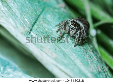 Jumping Spider sitting on a leaf 