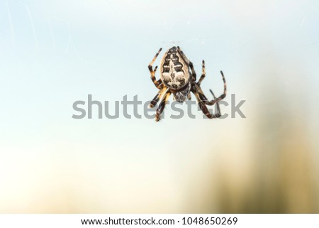 European garden spider, Araneus diadematus, cross spider  Araneus close-up sits on a cobweb