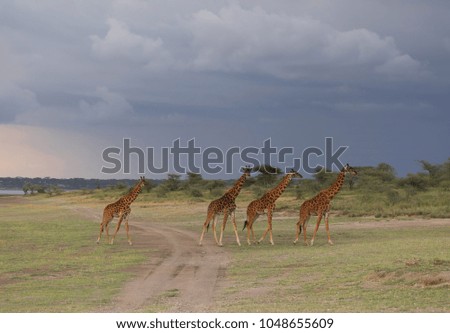Group of giraffe is moving across savannah. The forest and bushes stand on background. It is a good pictures of wildlife. Photos made with short distance and excellent light.