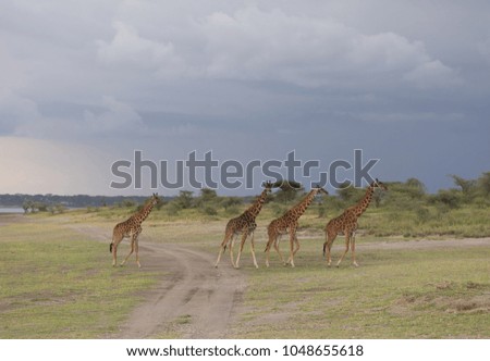 Group of giraffe is moving across savannah. The forest and bushes stand on background. It is a good pictures of wildlife. Photos made with short distance and excellent light.
