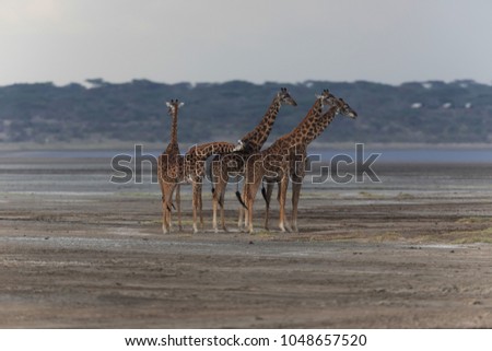 Group of giraffe is standing or moving across savannah. The forest and the lake stand on background.  It is a good pictures of wildlife. Photos made with short distance and excellent light.