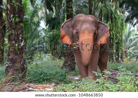 Elephant Sanctuary in Khao Sok National park, Bathing, Thailand Royalty-Free Stock Photo #1048663850