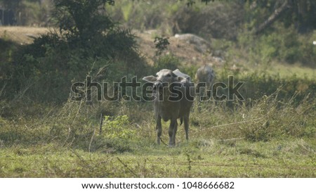 A cow walks in the grass