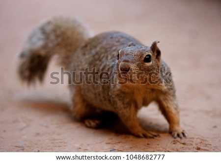 Squirrel posing close up