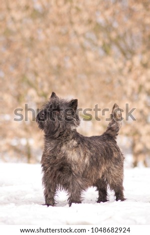 Cairn terrier dog posing in beautiful winter background.