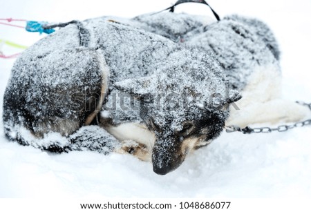 Portrait of husky dog, Tromso, Norway.Tromso wilderness centre