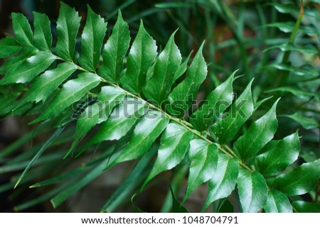 green palm foliage background, tropical jungle leaves
