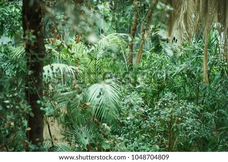 green palm foliage background, tropical jungle leaves