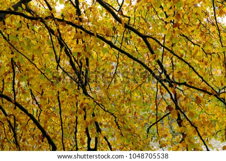 Colorful autumnal leaves forest