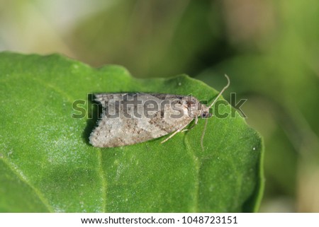 Caterpillar tortrix moth Cnephasia (Tortricidae) on a beetroot leaf.