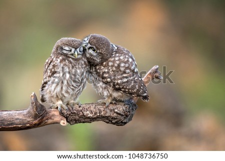 Two young little owls (Athene noctua) sitting in pairs on a stick. Royalty-Free Stock Photo #1048736750