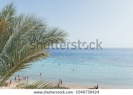 view of the sea and the beach through the leaves of a palm tree summer