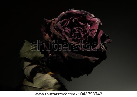 Macro studio portrait of a dried red rose isolated on a black and grey background