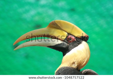 hornbill wild horn big, drawing asia billed feather orange borneo bill thailand rainforest tree