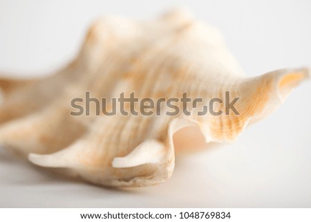 Sea shell close up. Shallow depth of field of the picture